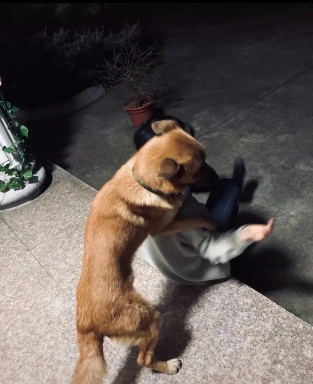 说出来你可能不信有人被一只狗子擒拿了