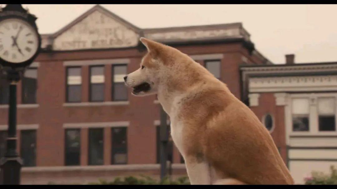 合一荐影忠犬八公的故事