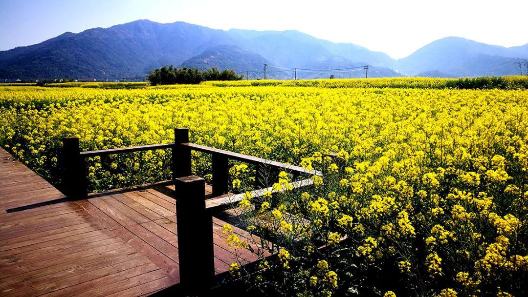 瑞安—曹村作為溫州鄉村旅遊文化節的首站在這裡你可