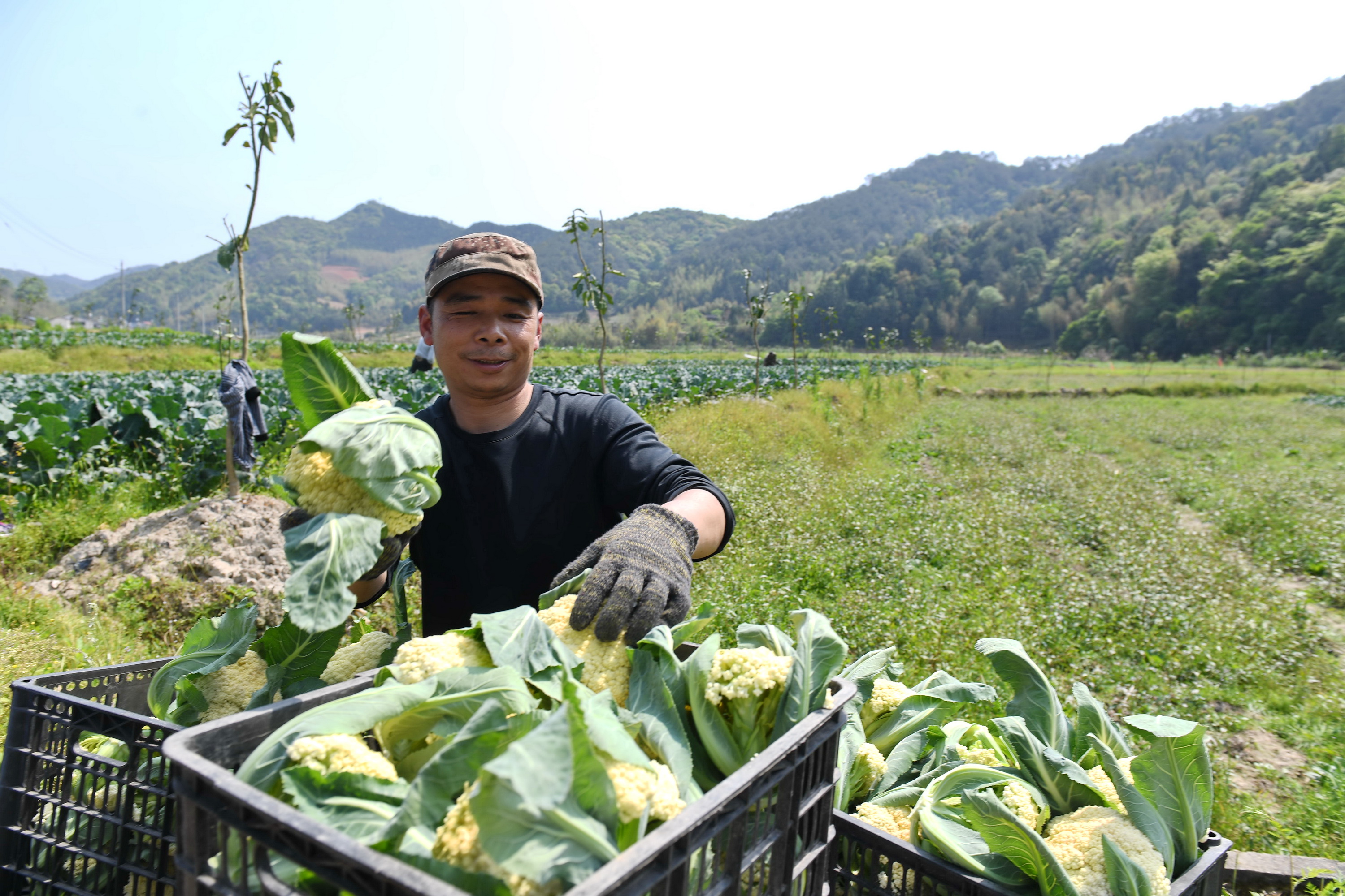 4月18日,村民在武夷山市兴田镇大渚村整理刚采摘的菜花.