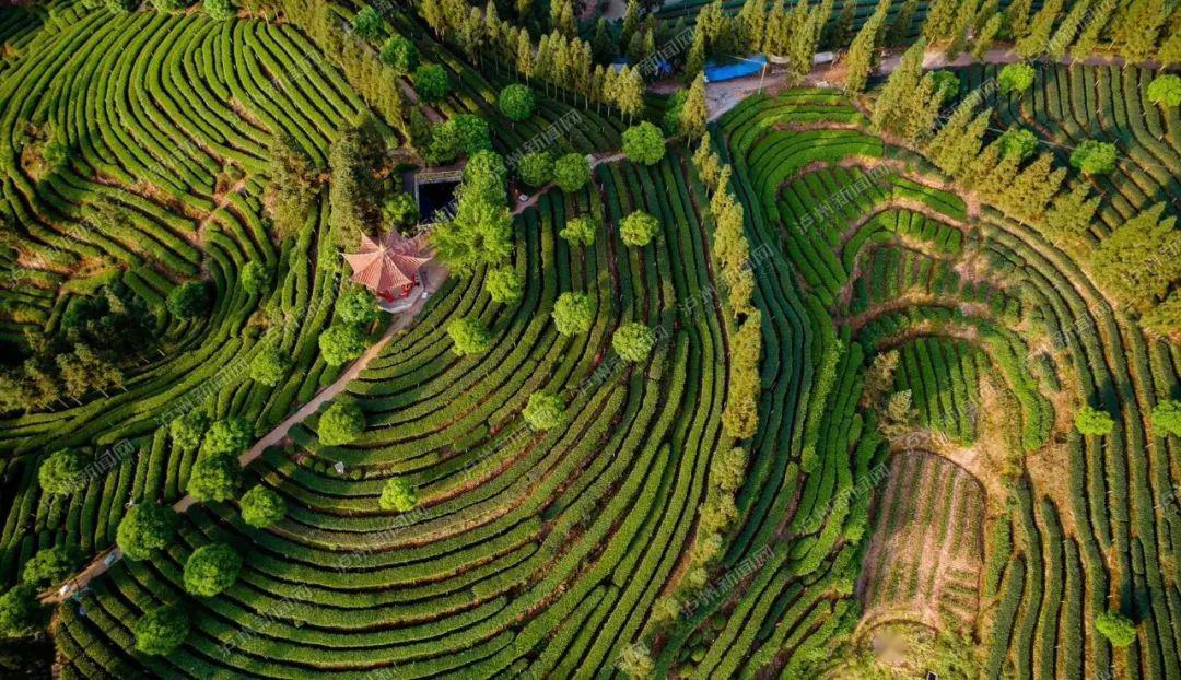 纳溪梅岭茶山公园图片