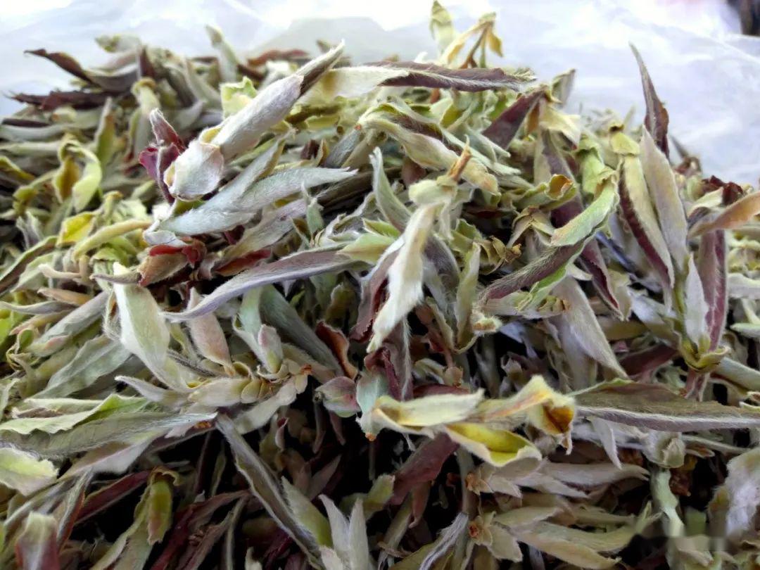 自然生态的山茅野菜