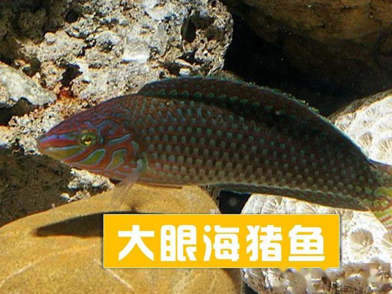 每日一魚大眼海豬魚頭部具紅色放射紋