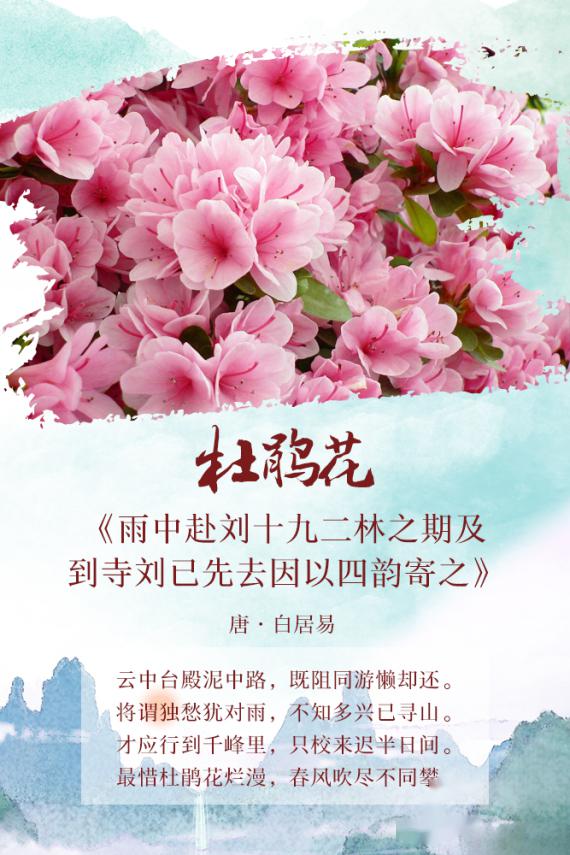 赏花攻略 ——秦皇岛祖山秦皇岛祖山万亩野生杜鹃花盛放,春天的调色盘