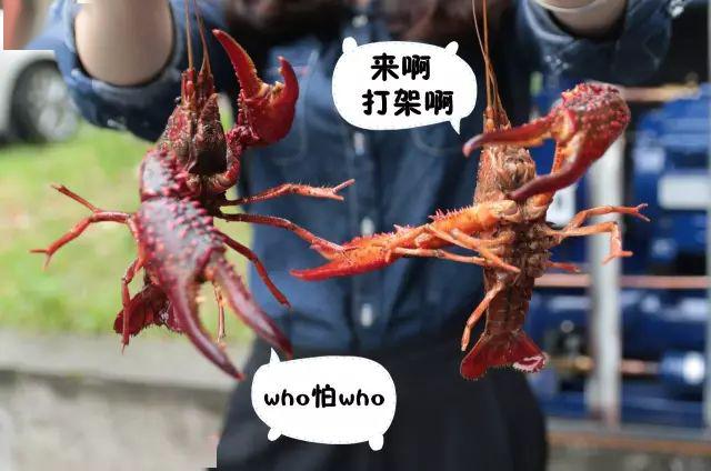 美食萝卜岗龙虾宗师放大招了辣卤小龙虾堂食2斤送1斤外卖3斤送1斤