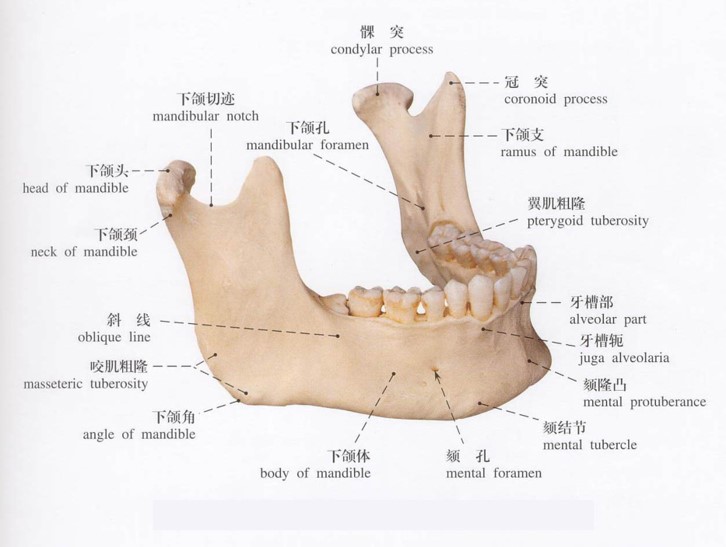 下齿背位置图图片