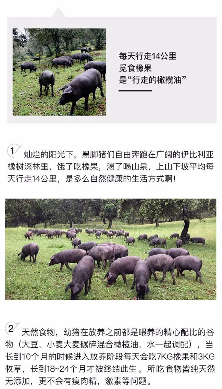 伊比利亚纯血黑猪的雪花猪颈肉