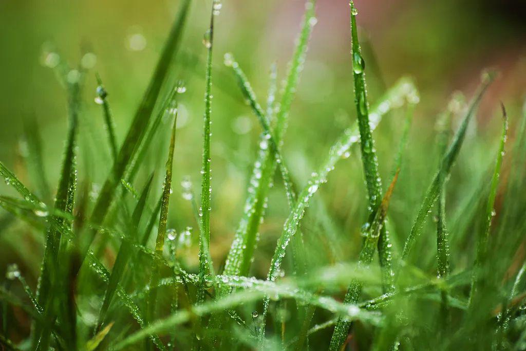 穀雨干時手自鋤昨日春風欺不在,就床吹落讀殘書穀雨前,春雨還如雲霧般