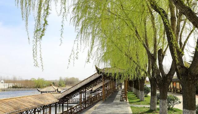 青岛西海岸海青镇美出新高度茶禅一味花草含香