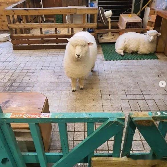 首尔这家羊咖全是白胖软萌的小绵羊,任撸!