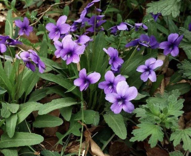 山坡下樹林裡生長著1種紫花地丁少有人留意卻珍貴