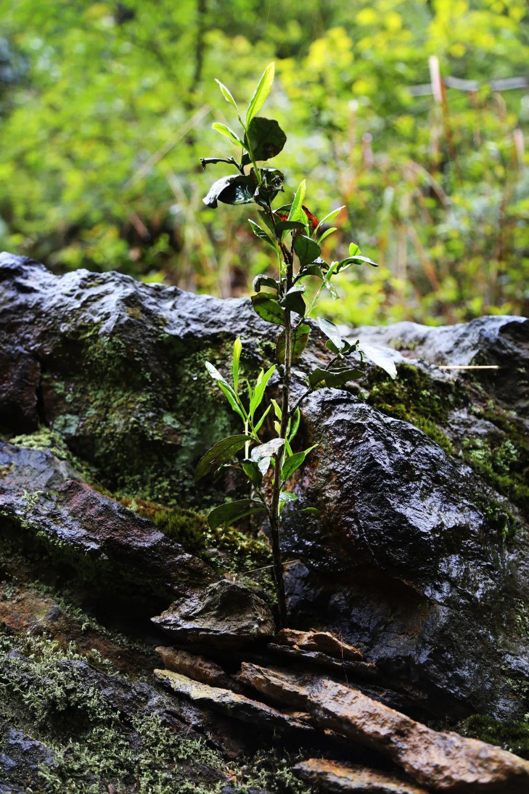 江子崖茶日志7