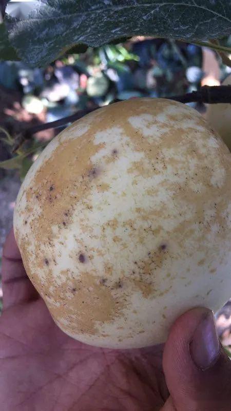 有些品种前期(幼果期)易起锈,有些品种后期易起锈,如富士系苹果,cs58