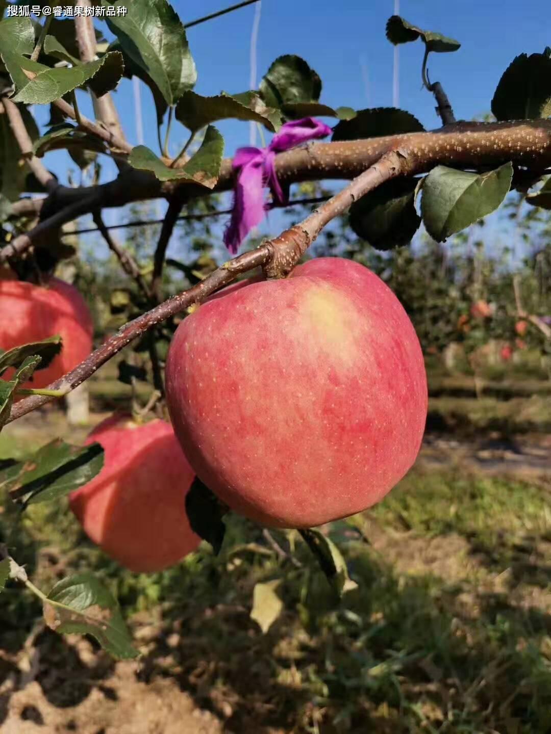 新品系秦脆苹果苗"自我"介绍