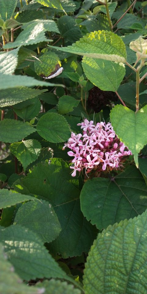 大地回春万物生 百花争艳姹紫嫣红