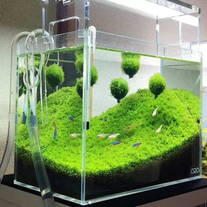 没有任何造景依然是超美的水草缸