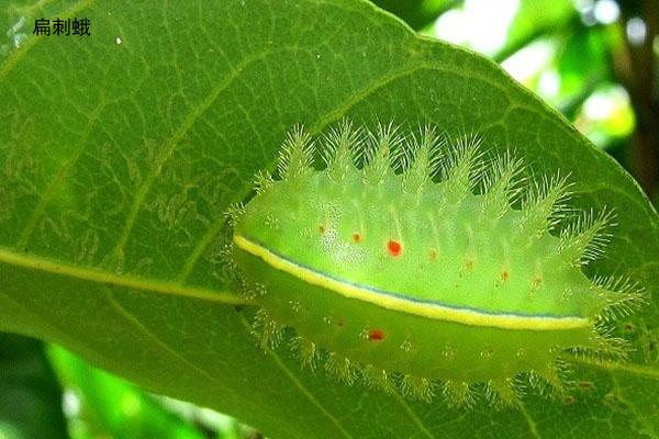 果园中摘果子遇到这种虫子请绕道一旦触碰到会疼到你怀疑人生