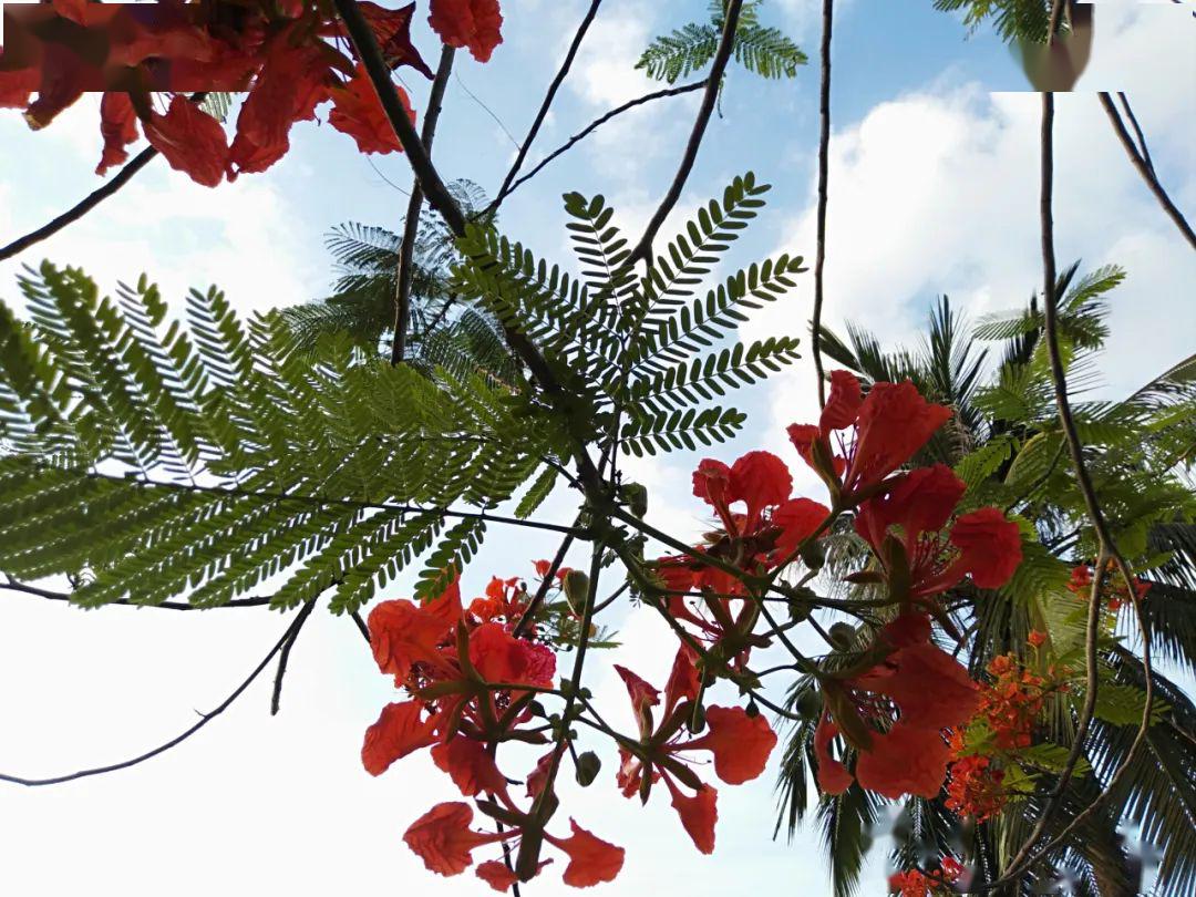 鳳凰花的花和羽狀複葉大家可能都不太注意的地方是它的果莢.