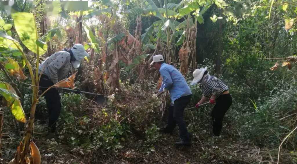 清理入侵物种紫茎泽兰湿地景区在行动