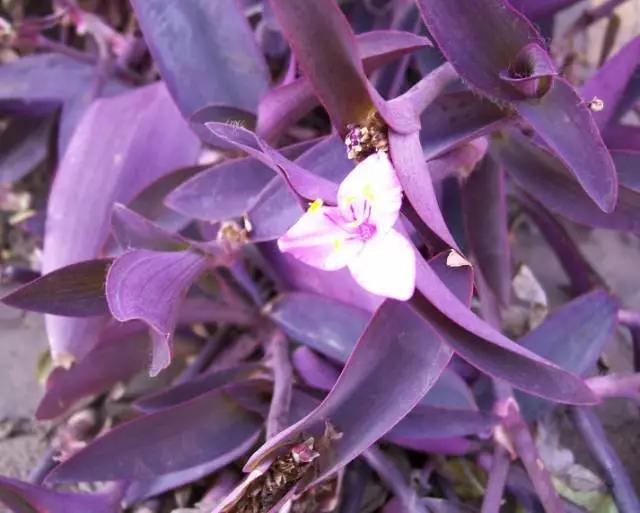 原创这3种吊兰千万别这么养不然疯长爆芽控制不住