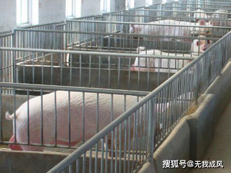 种公猪饲养管理技术！_生产