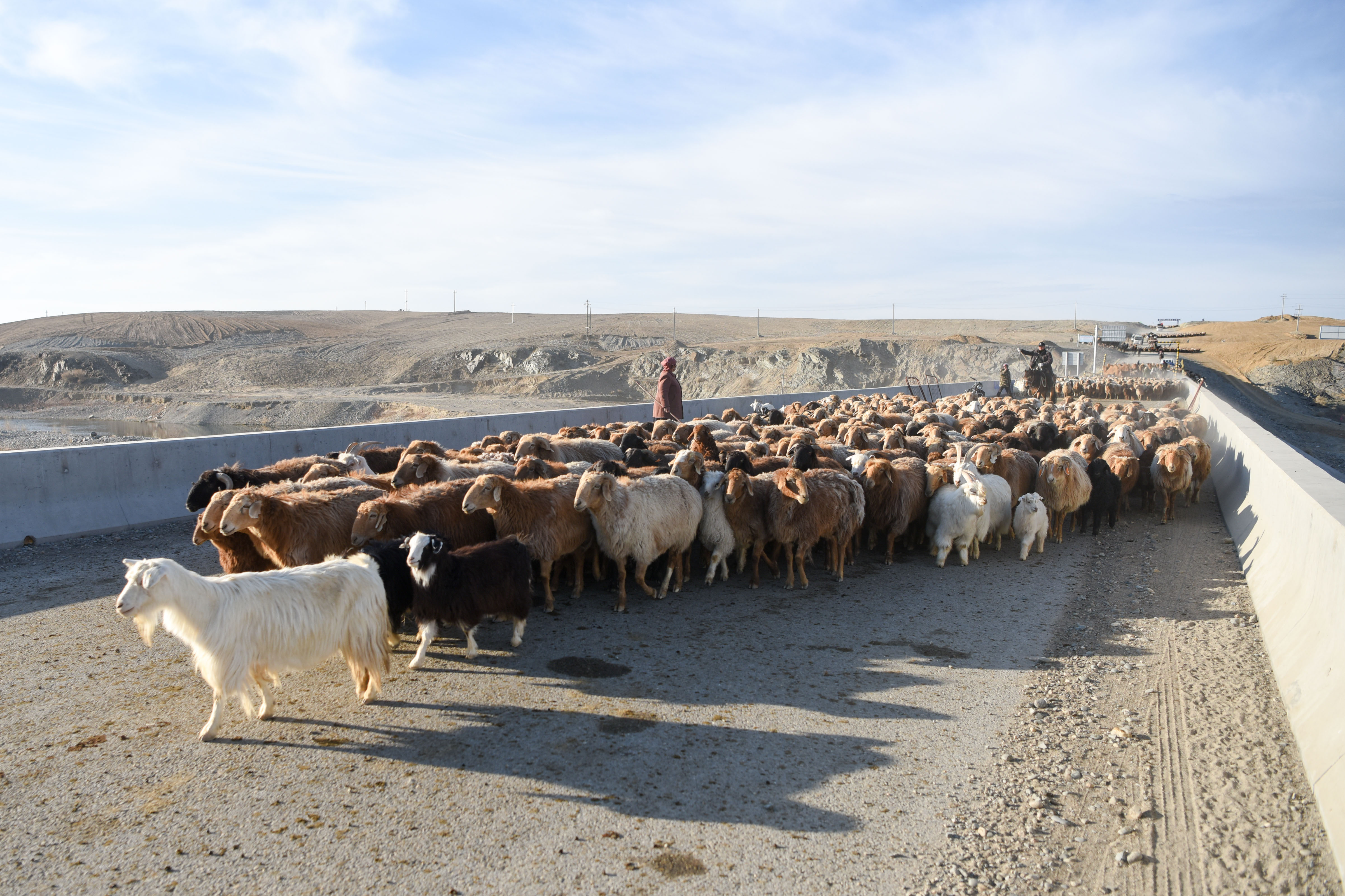 在新疆阿勒泰地区福海县,牧民赶着羊群经过萨尔布拉克大桥(4月15日摄)