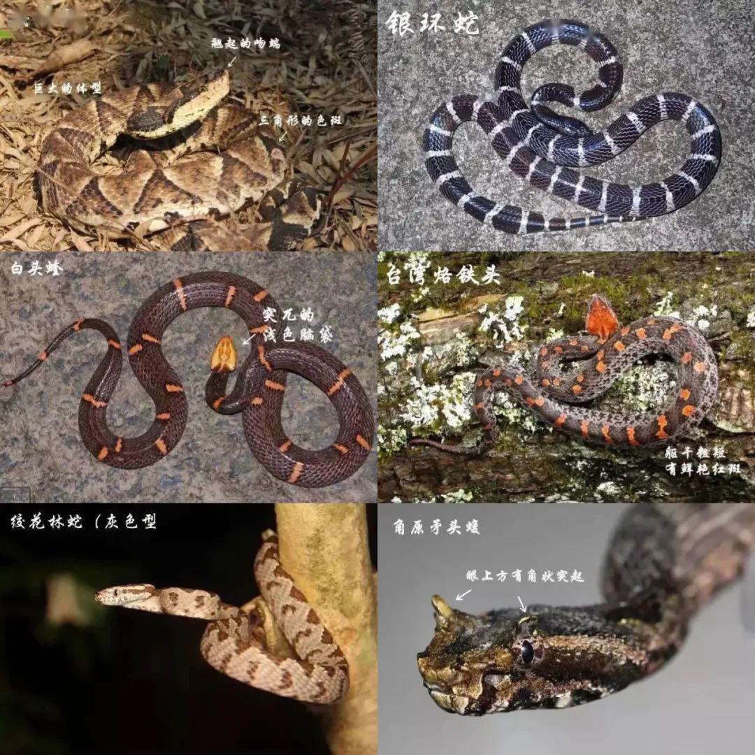 湖南常见的蛇类图鉴图片