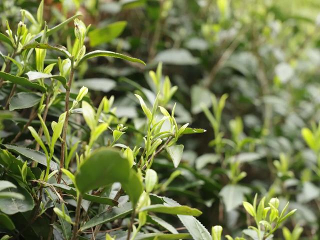 白茶不只有大白还有小白带你读懂大小白吾雨茶课堂