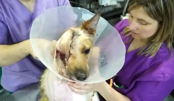 要想重建和修复,是对医生的技术和医疗条件的巨大挑战.