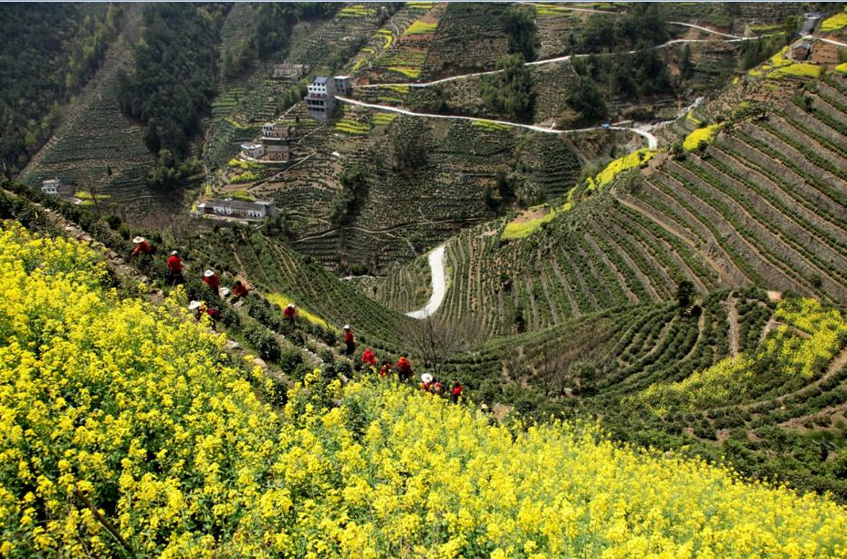 春遊江淮請您來 | 歙縣最美茶旅線路發佈