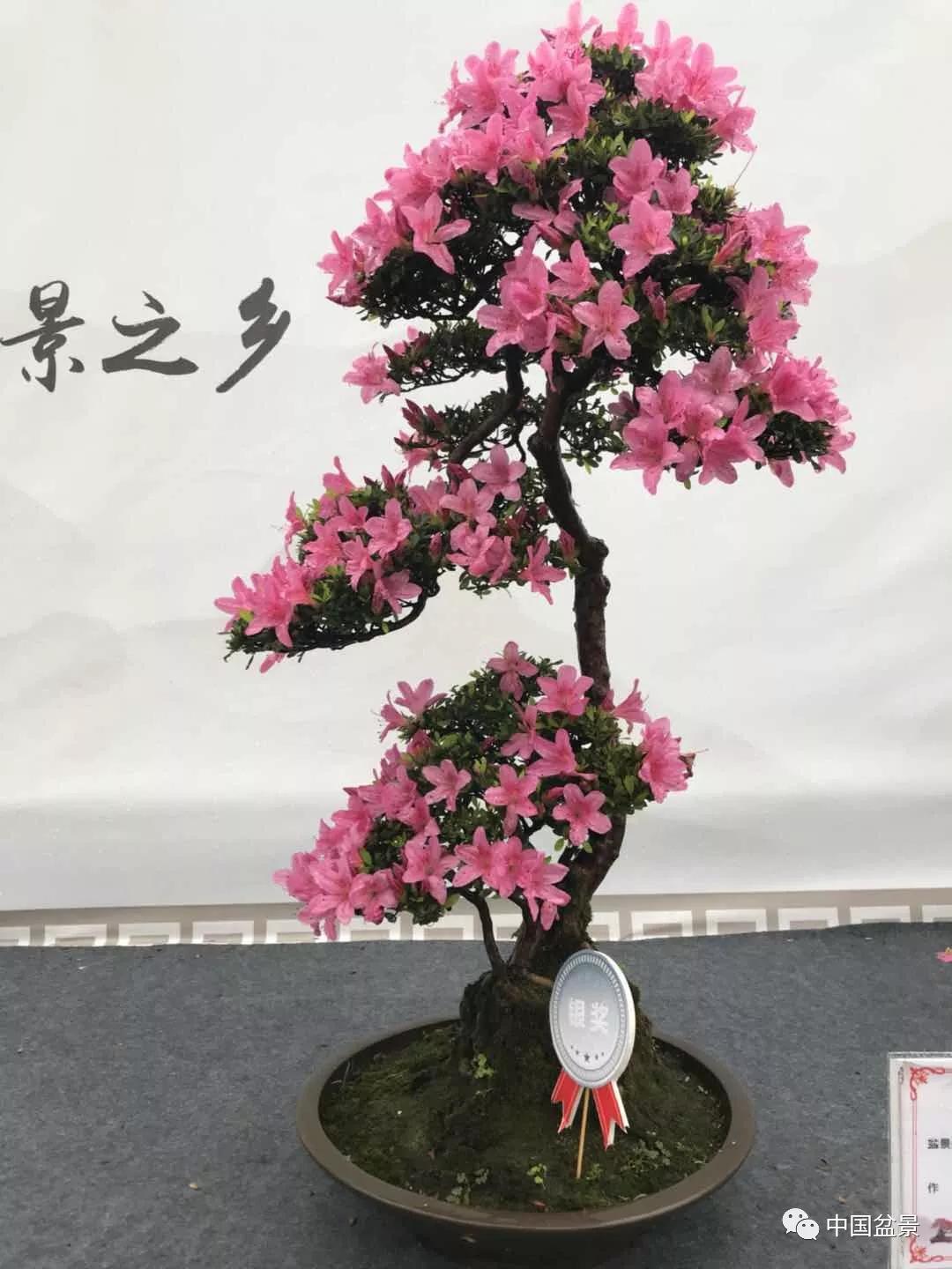 杜鹃花盆景,让人一见倾心!_造型