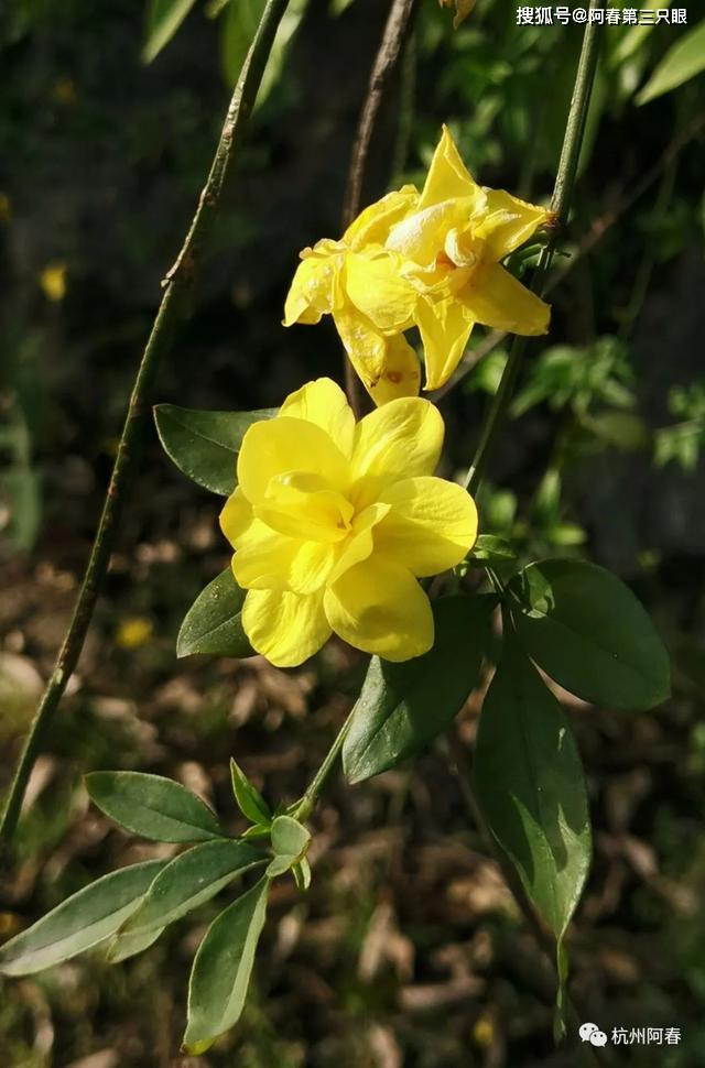 花石竹時間真是太匆匆,念春盼春的日子彷彿就在昨天,彈指間已過穀雨