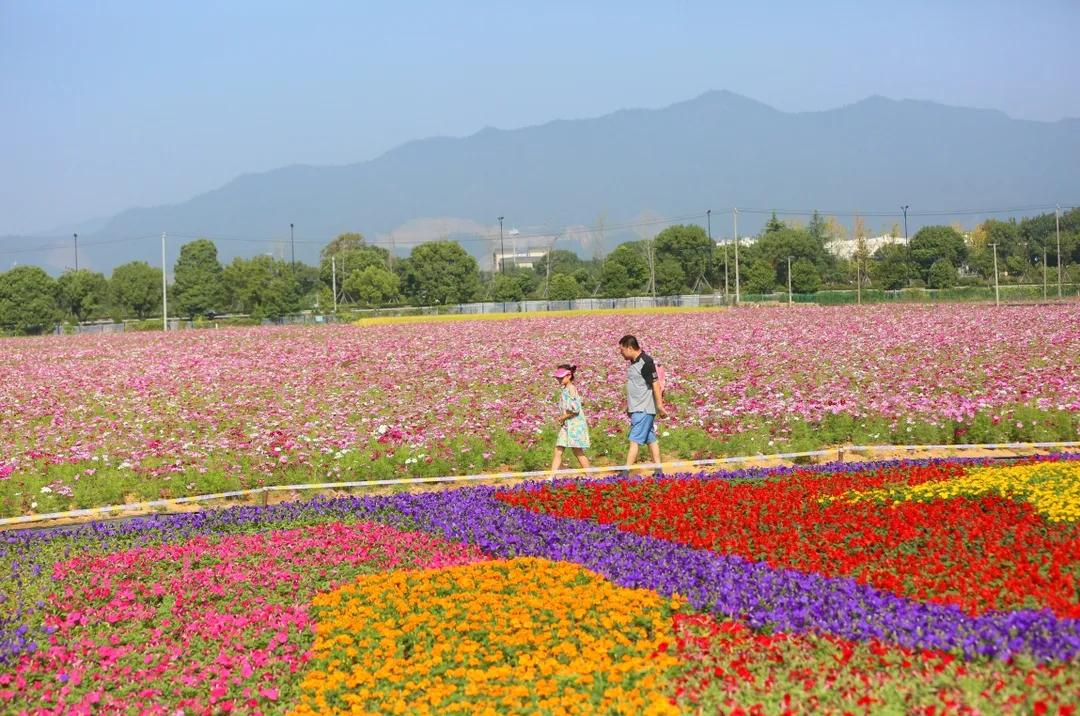 去玩啰杭州荻浦花海靓丽重启五一小长假行程赶紧安排