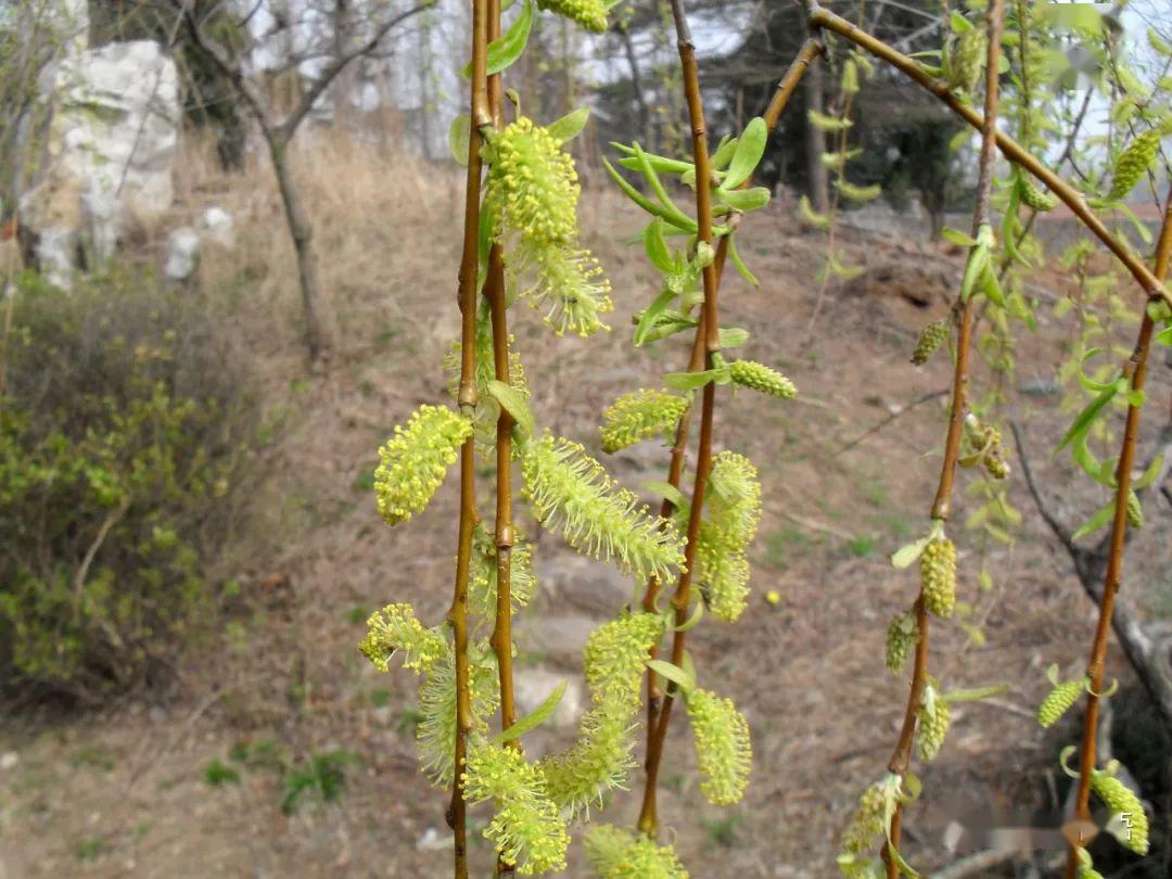 canadensis,雄性柔荑花序可食,我乡呼为"谷食芒"或"无事忙",可