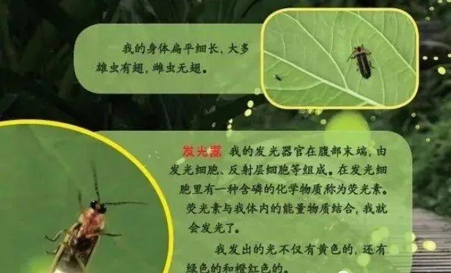 萤火虫结构分析图图片