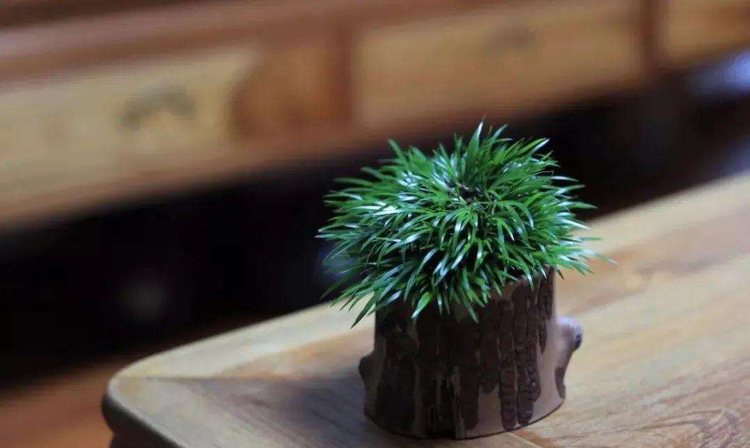 菖蒲美在短细密