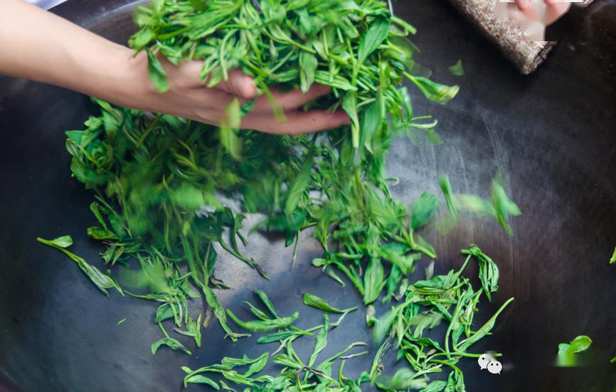 以海青茶之名啜饮春天