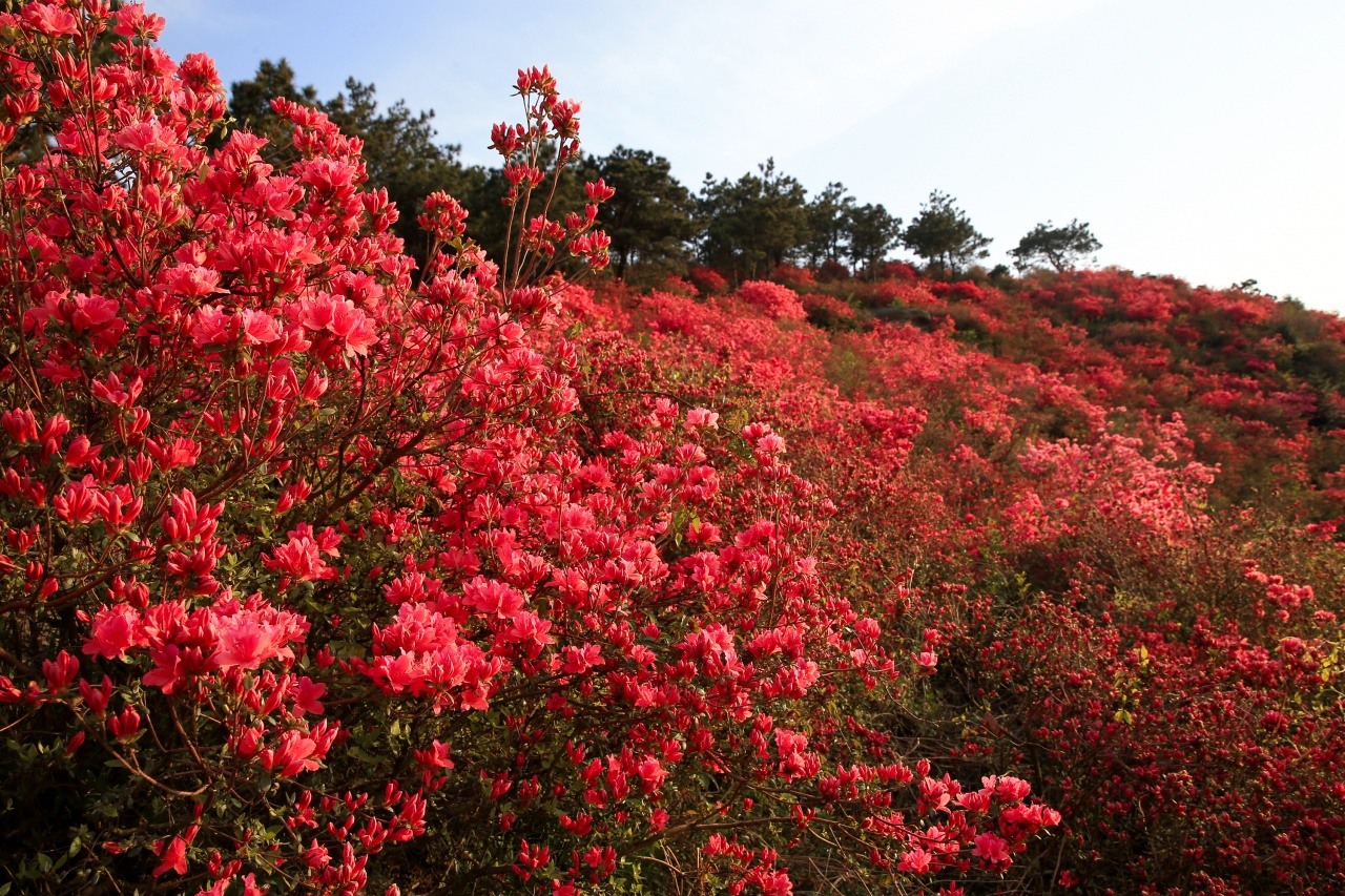 云雾山赏花游又见漫山遍野映山红