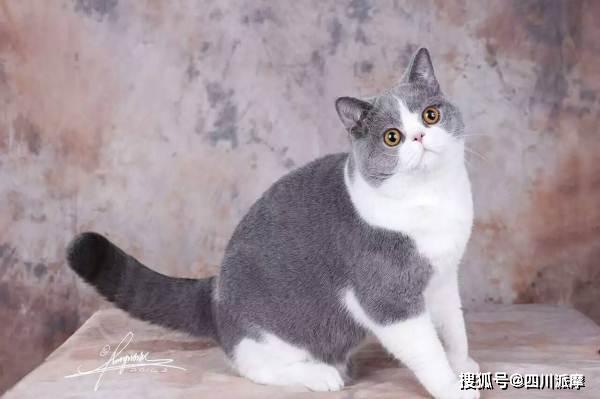 第二,俄罗斯蓝猫的脸是尖的,即便是成年了脸也不会发腮,而且身形比较