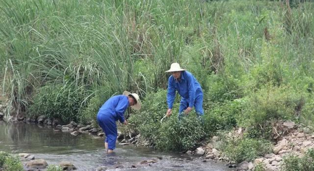 農村一種抓魚草扔河裡可捕魚河邊常見