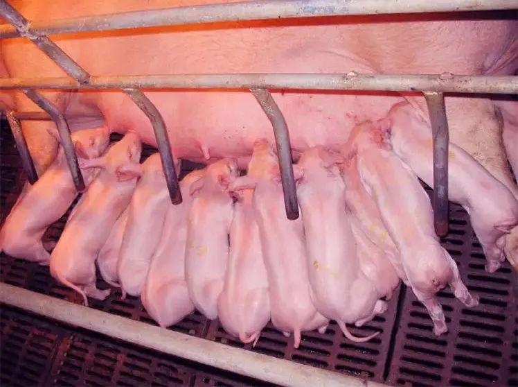 傲新菌毕清:国家二类新兽药,母仔保健新选择_母猪