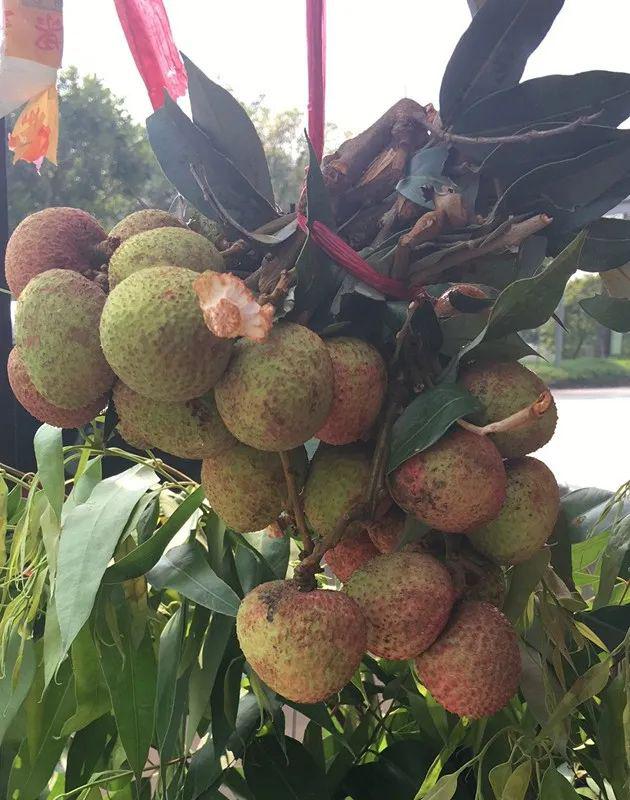 厚街早熟荔枝三月红抢鲜上市价格10斤