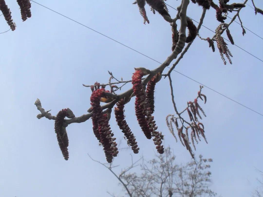 树上"野菜"知多少_食用