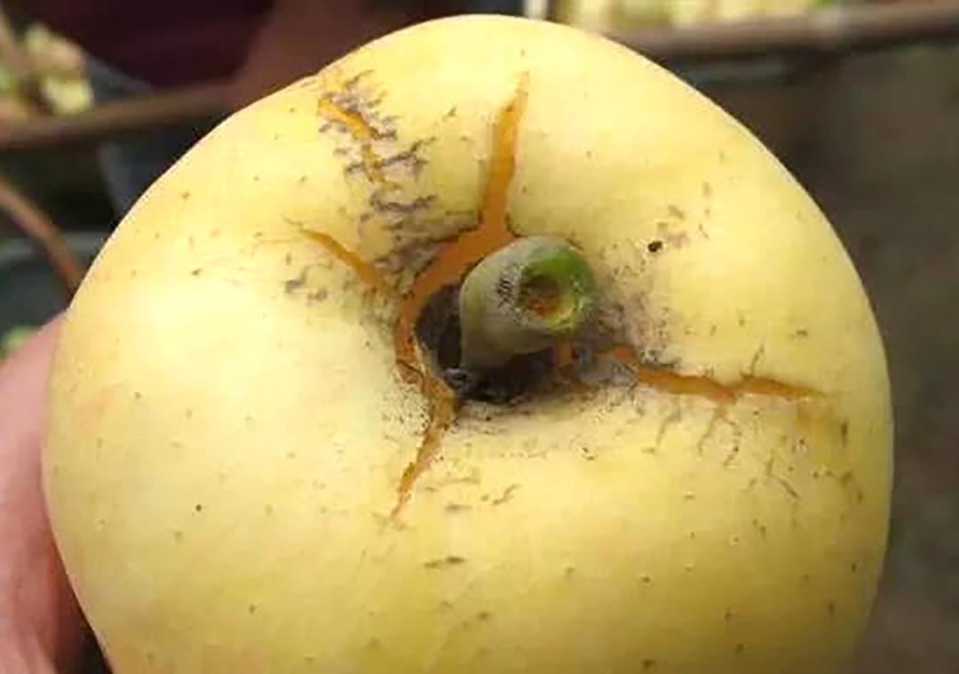 苹果缺钙症诊断与防治实用技术