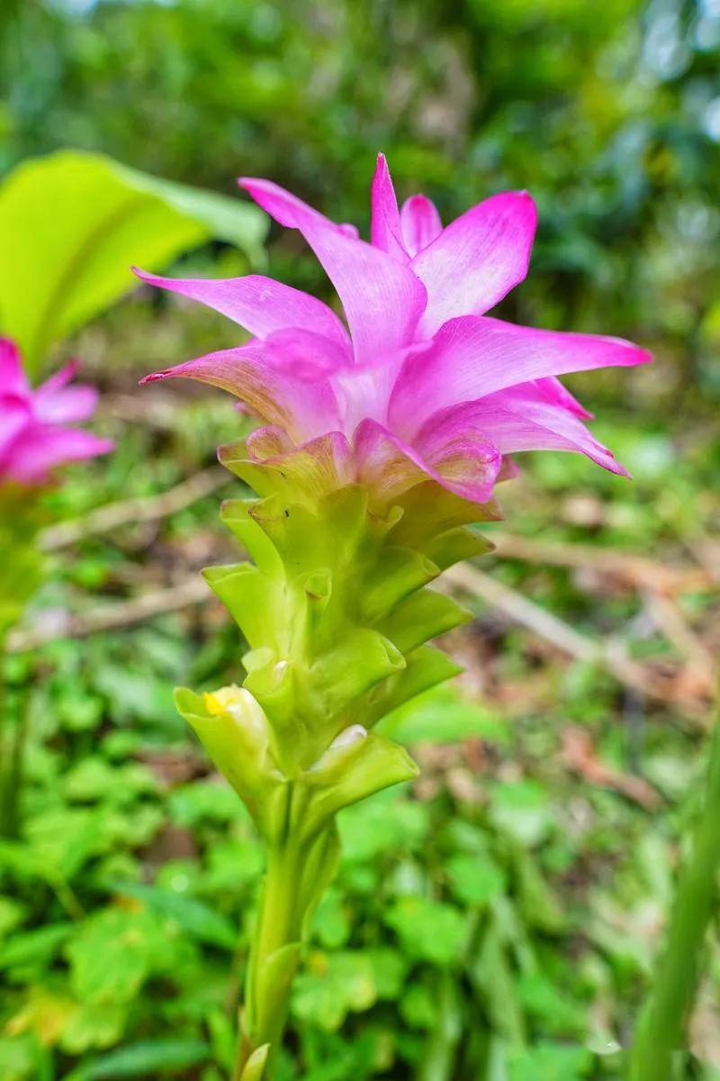 世界最大姜园在广州带你到植物园看大莪术