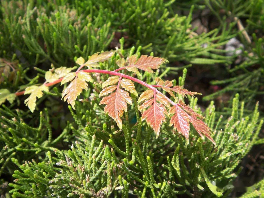 图二十二:全缘叶栾树