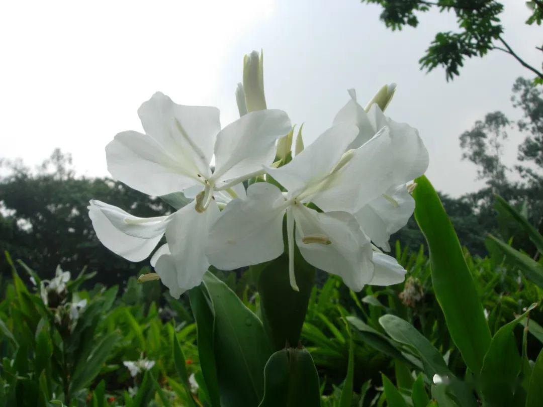 世界最大姜园在广州带你到植物园看大莪术