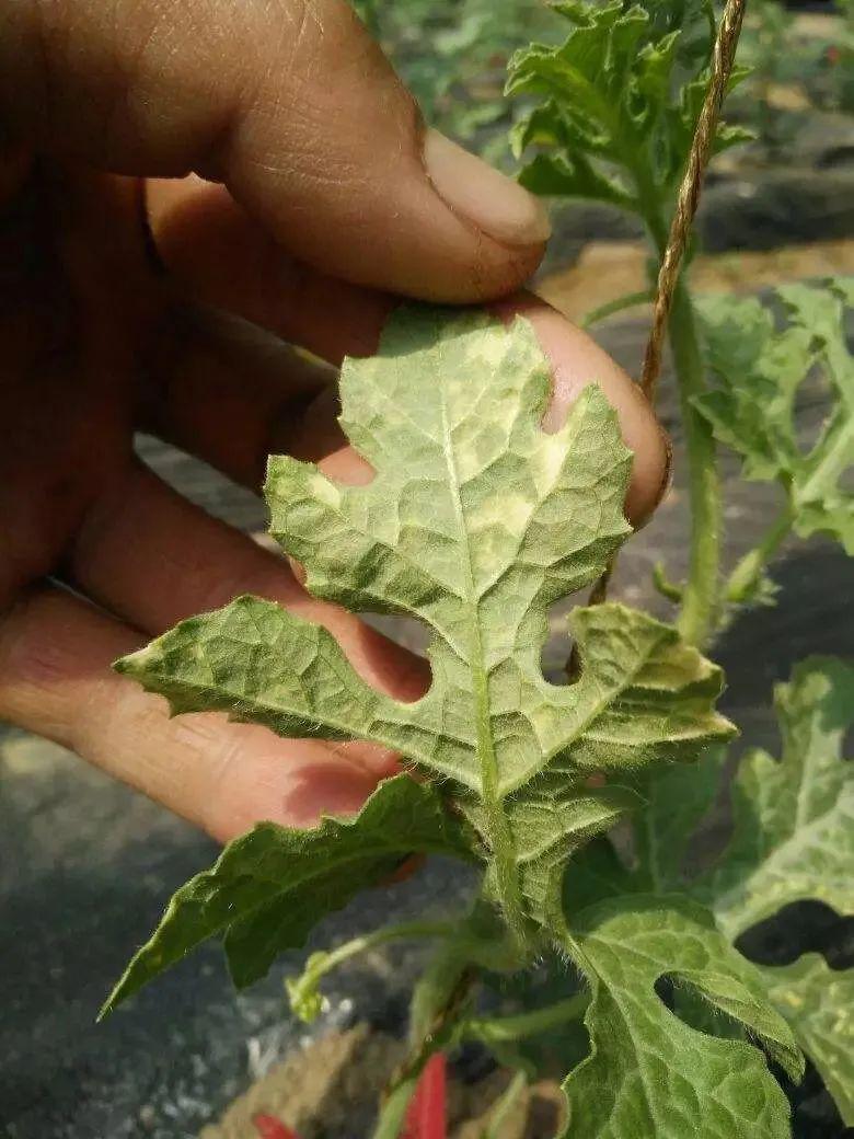 注意了这20张不良西瓜图片跟打药不当有关