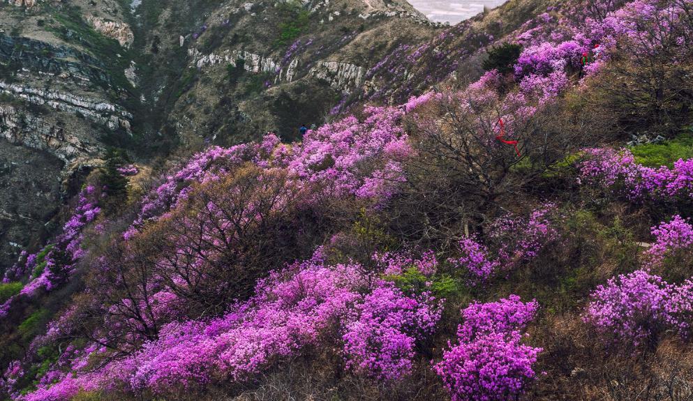 【出游】大黑山赏杜鹃花预约 日限300人
