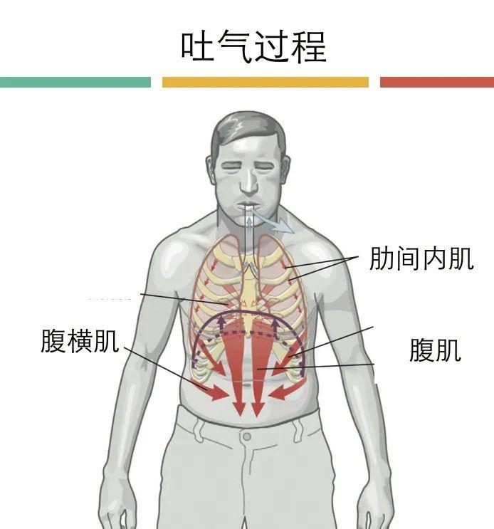 非常容易疲劳在每天将近两万次的反复收缩后肩颈肌肉因为比膈肌小很多